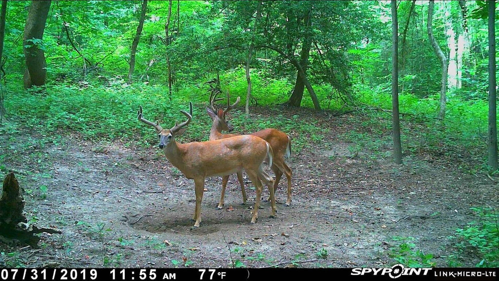 Cellular Trail Camera Twin Pack with SD Cards and Microfiber Cloth Screen Cleaner D2278